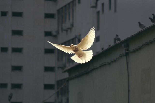 Immagine notizia 3